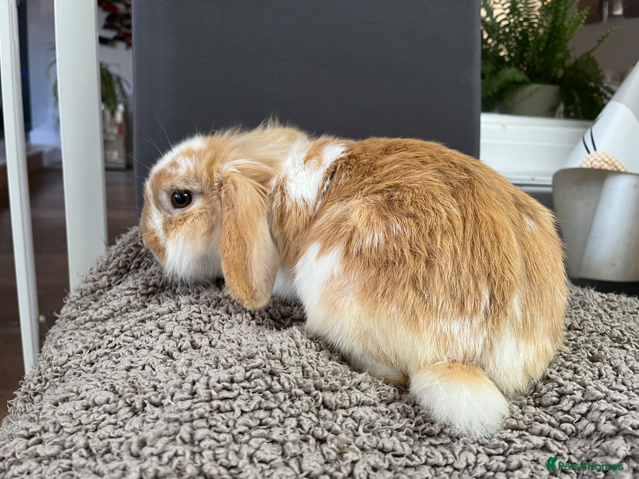 Mini Lion Lop rabbits Gorgeous Mini lion lop proven male  - Advert 6