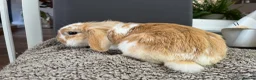 Mini Lion Lop rabbits for sale: Gorgeous Mini lion lop proven male  - Advert 1