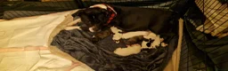 Staffordshire Bull Terrier dogs for sale: Beautiful Long-legged Staffy Puppies  in Dartford - Advert 23