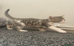 Bengal cats for sale: Bengal Calico kittens  - Image 22