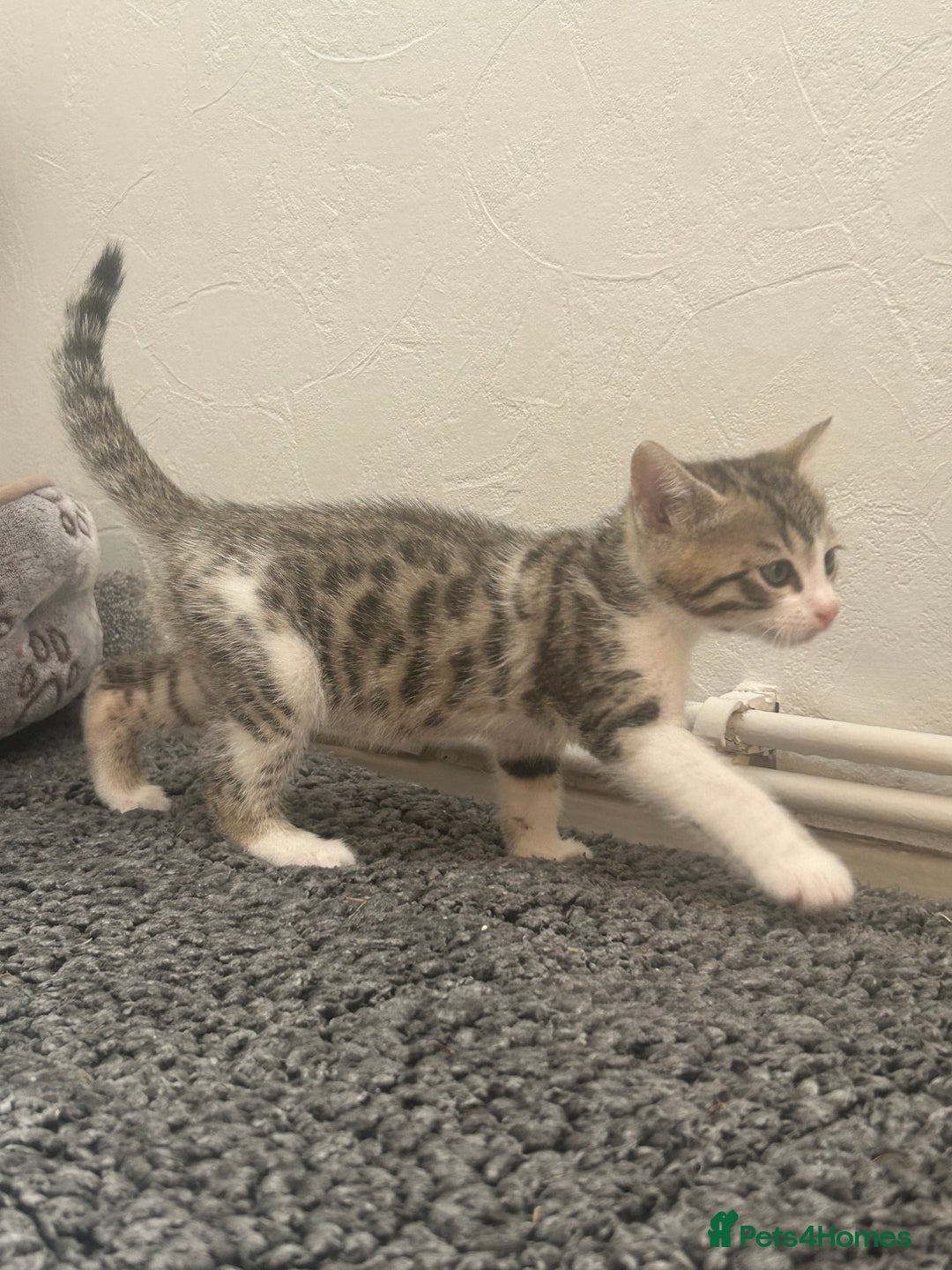 Bengal cats for sale: Bengal Calico kittens  - Image 22