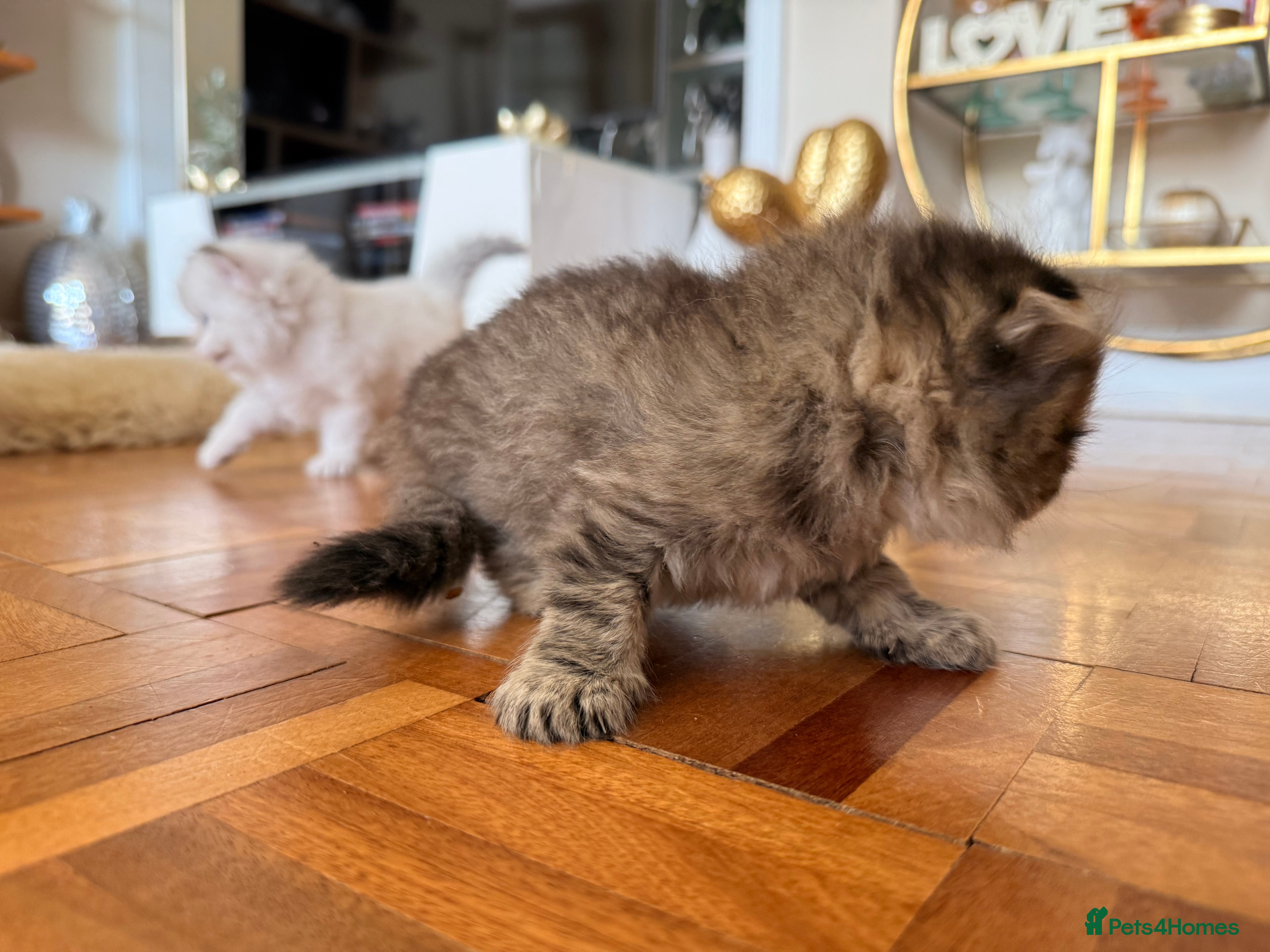Scottish Fold cats for sale: Beautiful Rainbow litter available to reserve - Advert 7