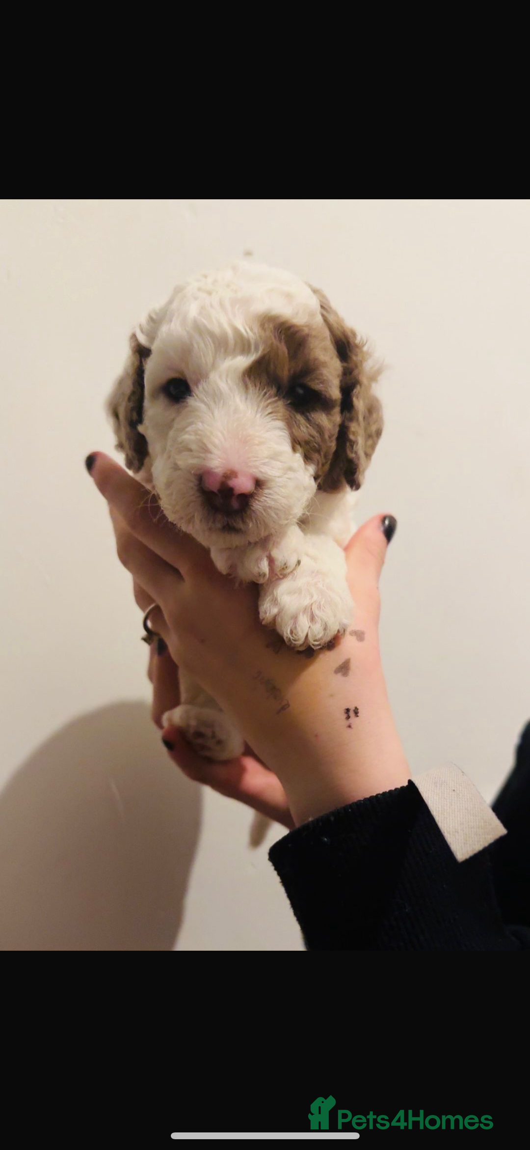 Labradoodle dogs for sale: Chocolate Parti Merle labradoodle (last one) - Image 3