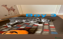 Staffordshire Bull Terrier dogs for sale: RARE BLUE MERLE STAFFORDSHIRE BULL TERRIER PUPPIES - Image 22