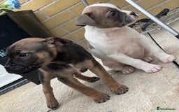 Mixed Breed dogs for sale: Bulldog/staffy pups  - Image 5