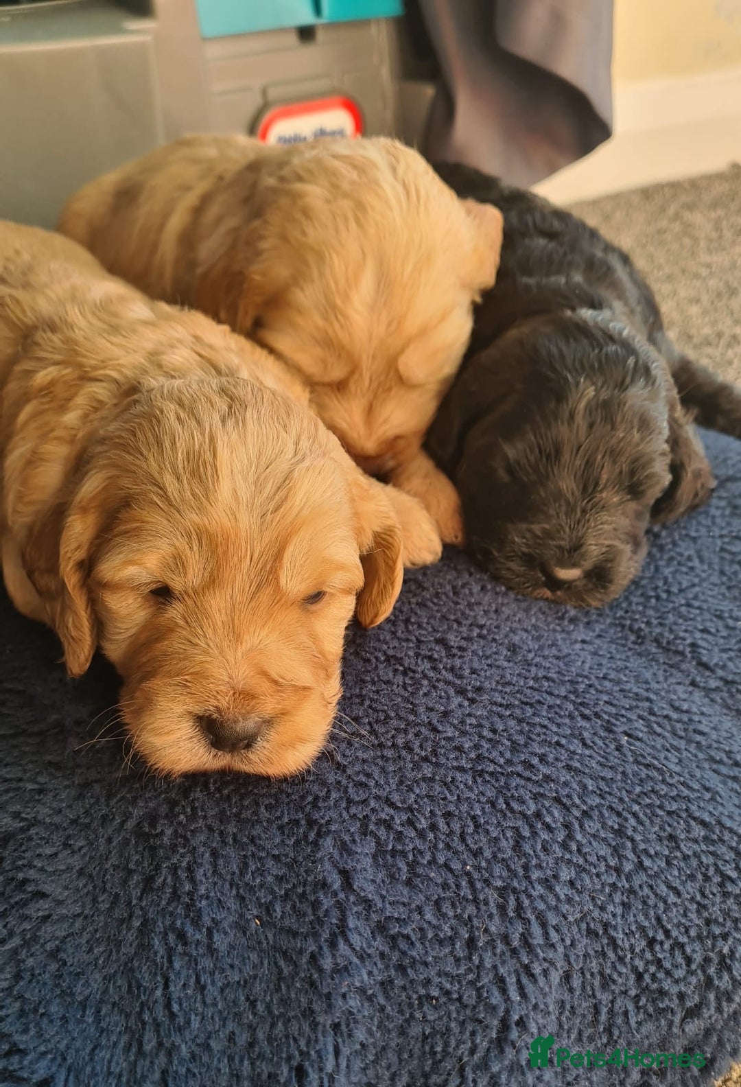 Cockapoo dogs for sale: Cockerpoo - Image 4