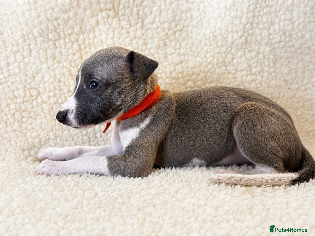 Whippet dogs Quality whippet puppies  - Advert 6