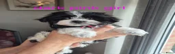 Maltese dogs for sale: Maltese/Havanese Puppies  - Advert 8