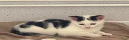 Mixed Breed cats for sale: One beautiful little male kitten left ready now  in Aldeburgh - Advert 5
