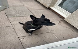 Mixed Breed dogs for sale: Staffy x German Shepherd Mix Dog  - Image 5