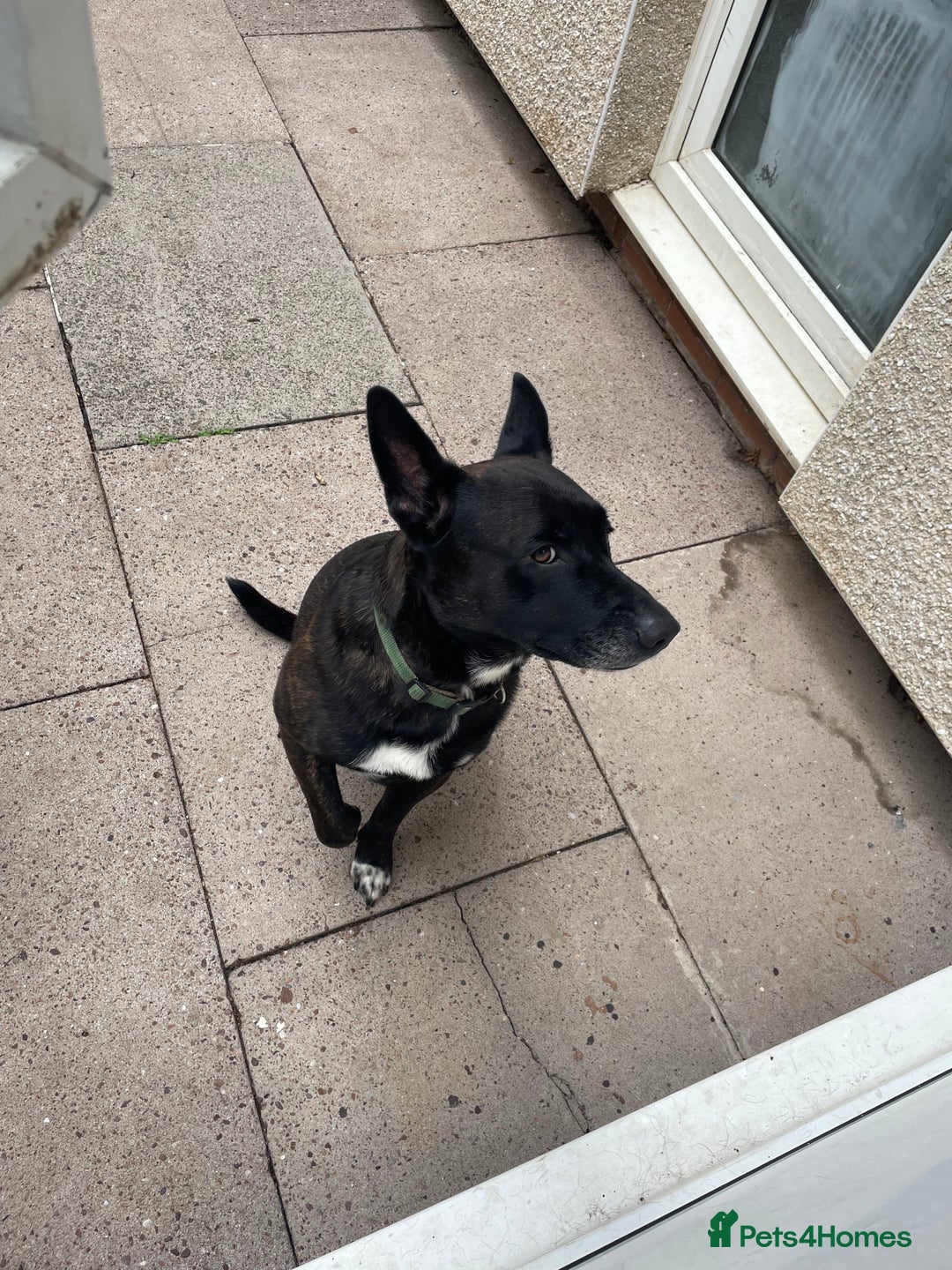 Mixed Breed dogs for sale: Staffy x German Shepherd Mix Dog  - Image 5