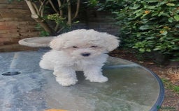 Maltese dogs for sale: Ready to go ! Gorgeous Maltese girls for salee - Image 22