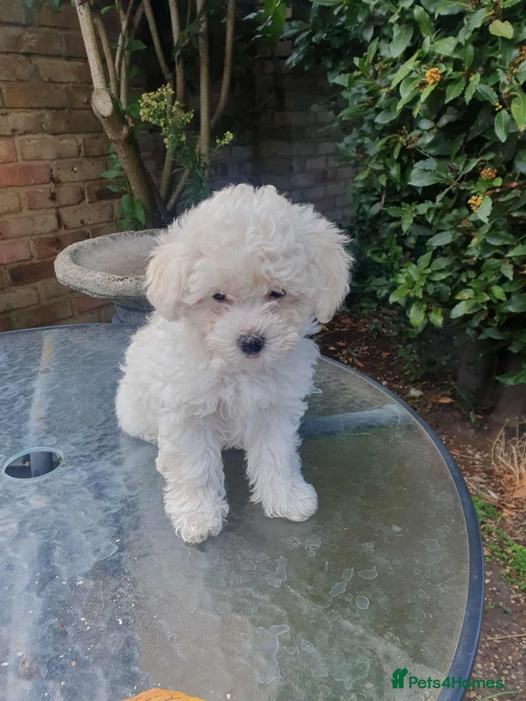 Maltese dogs for sale: Ready to go ! Gorgeous Maltese girls for salee - Image 22