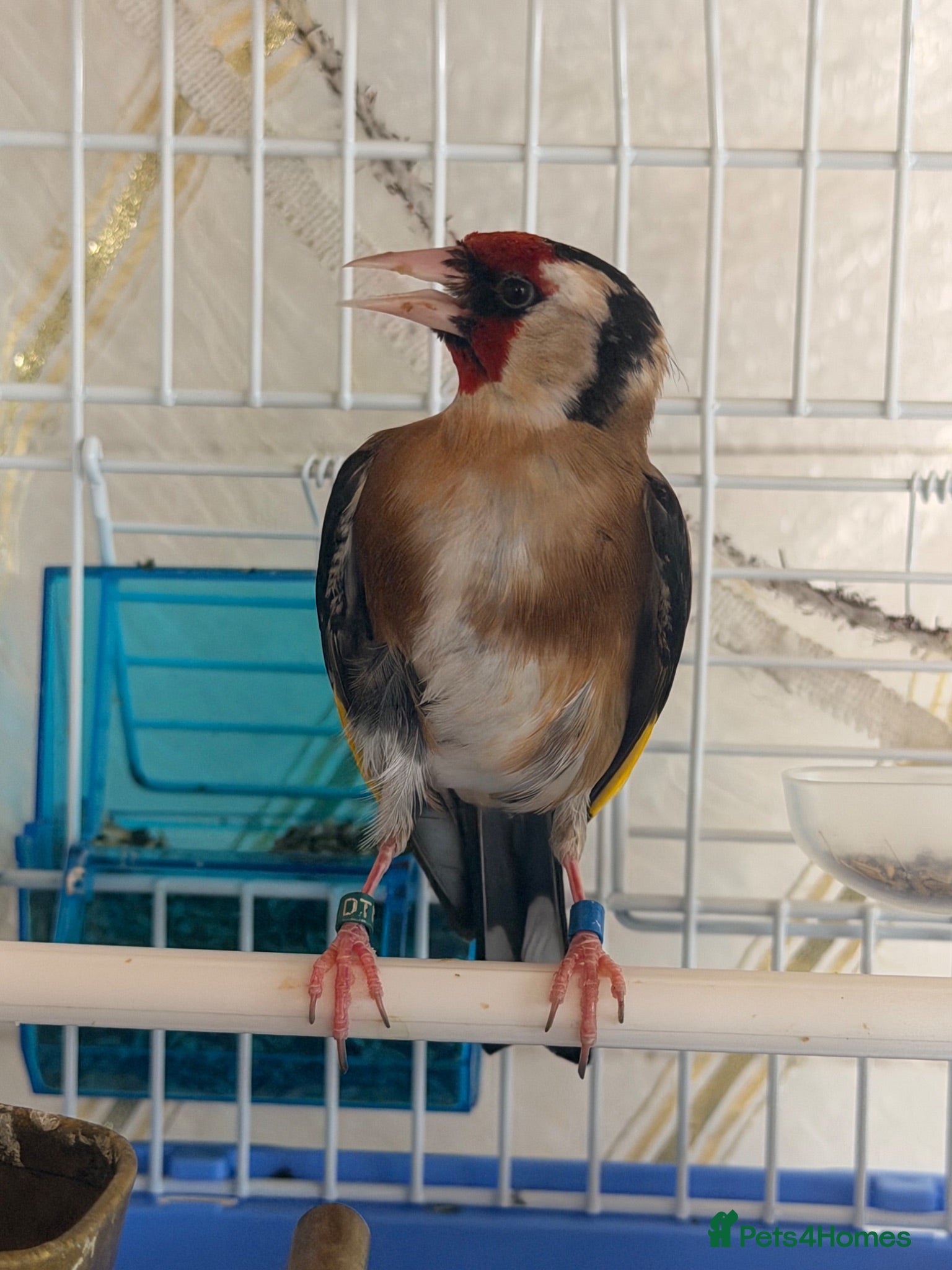 Canaries birds 2025 male goldfinche steady is rock - Advert 9