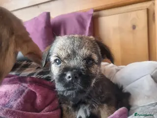Border Terrier dogs Pedigree Border Terrier - Advert 6