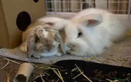 Mini Lop rabbits for sale: Looking for new home  - Advert 5