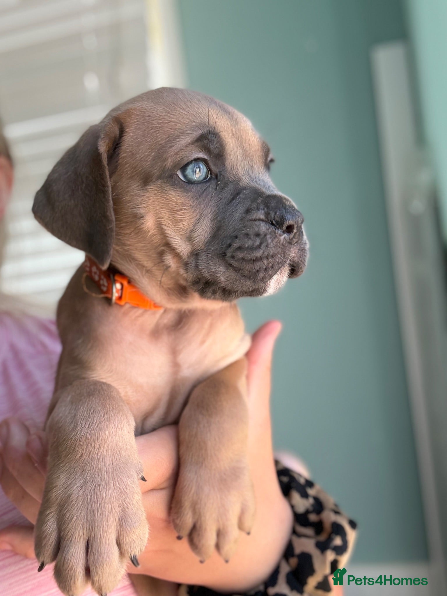 Cane Corso dogs Formentino, brindle, grey cane Corsos 👀🏡❤️ - Advert 1
