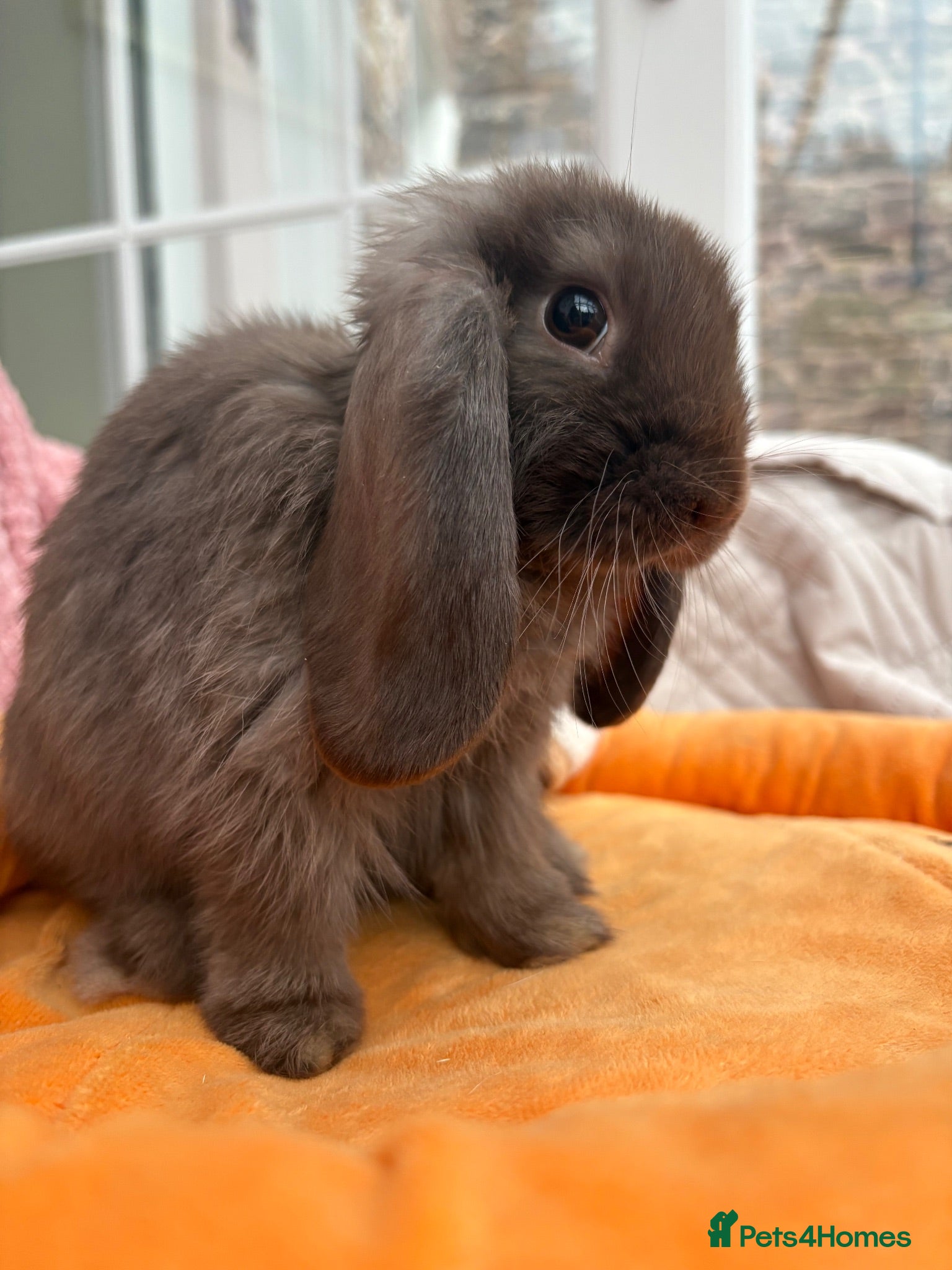 Mini Lop rabbits Mini lops-raised indoors-vaccinated  - Advert 2