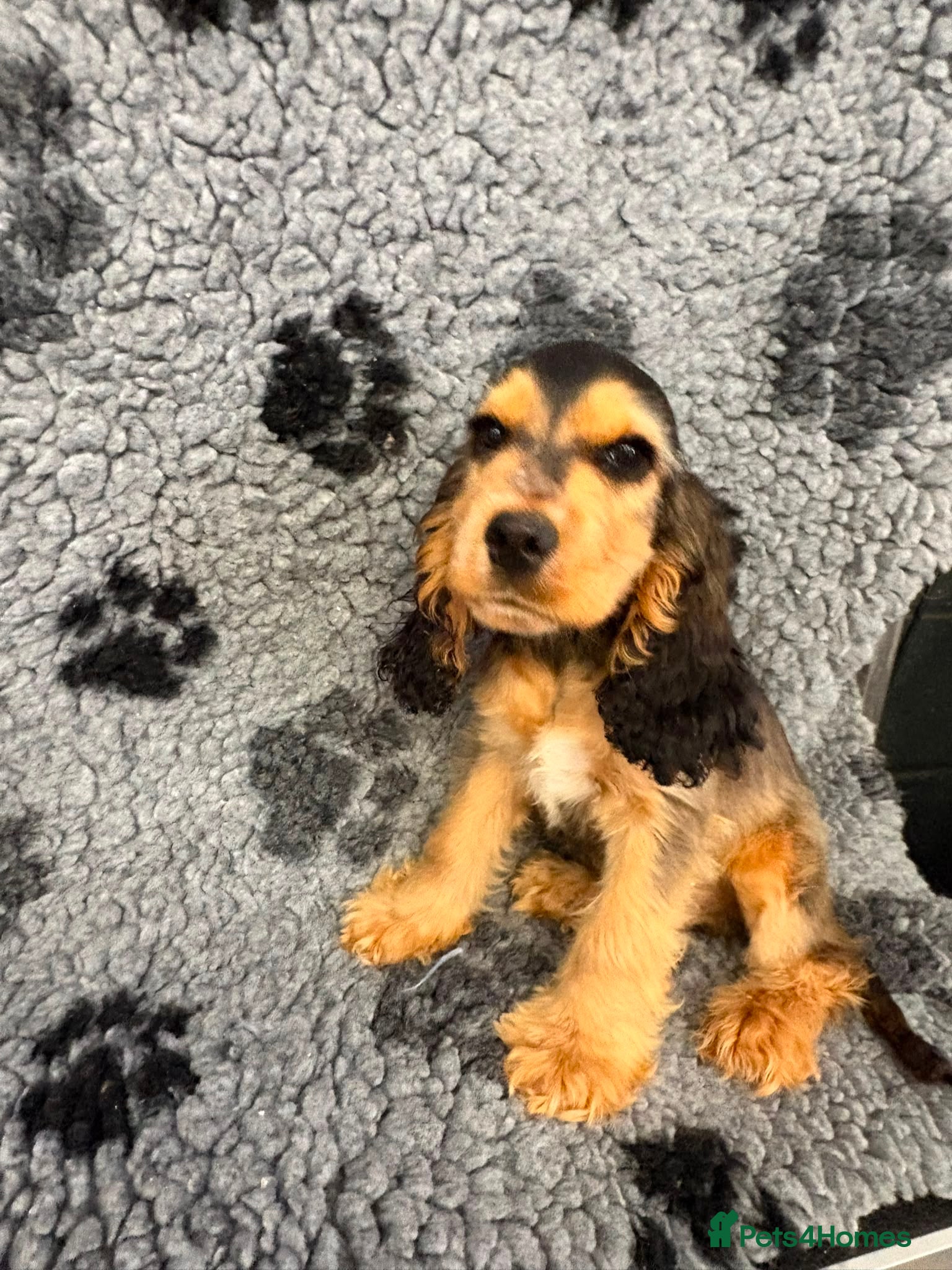 Cocker Spaniel dogs Show type cocker spaniel  - Advert 2