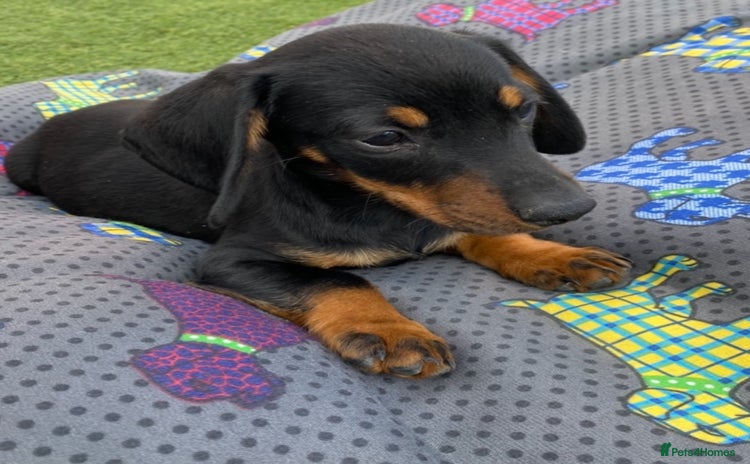 Dachshund dogs - Advert 3