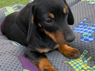 Dachshund dogs - Advert 25