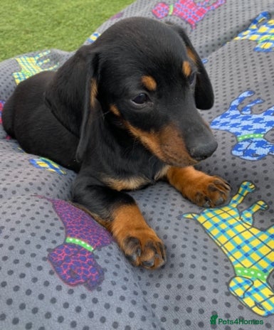 Dachshund dogs - Advert 4