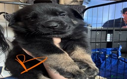 Mixed Breed dogs for sale: Shepweiler puppies READY TO RESERVE! - Image 8