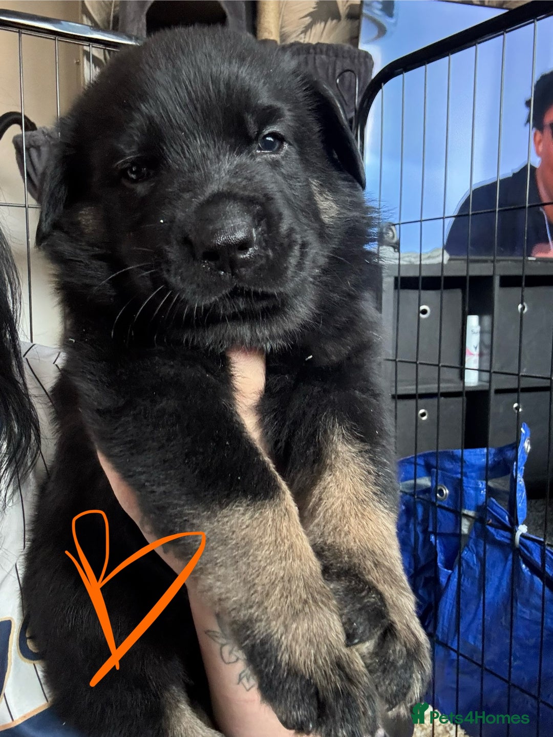 Mixed Breed dogs for sale: Shepweiler puppies READY TO RESERVE! - Image 8