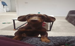 Miniature Dachshund dogs for sale: Miniature dachshund  - Image 4