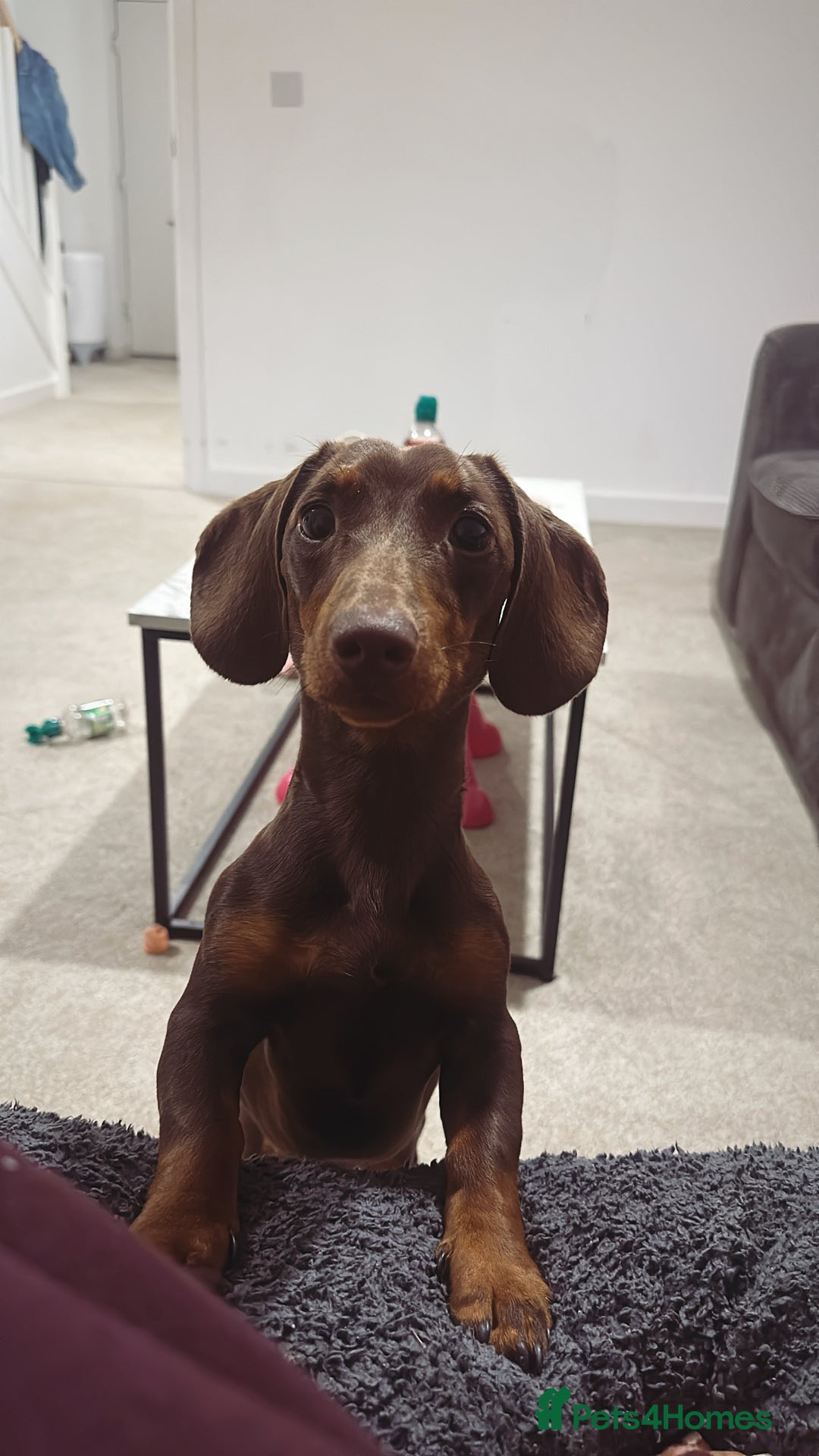 Miniature Dachshund dogs for sale: Miniature dachshund  - Image 4