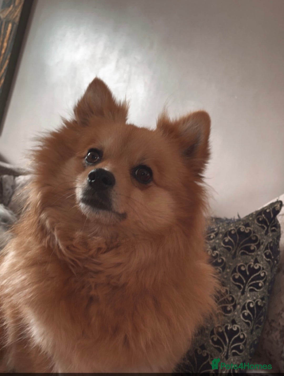 Pomchi dogs for sale: Pomeranian x pomchi puppys - Advert 8