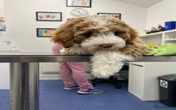 Australian Labradoodle dogs for sale: Beautiful Australian Labradoodle x pups!  - Image 3