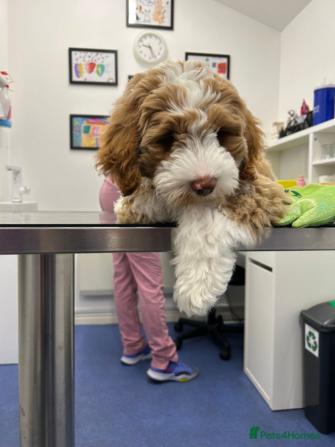 Australian Labradoodle dogs for sale: Beautiful Australian Labradoodle x pups!  - Image 3
