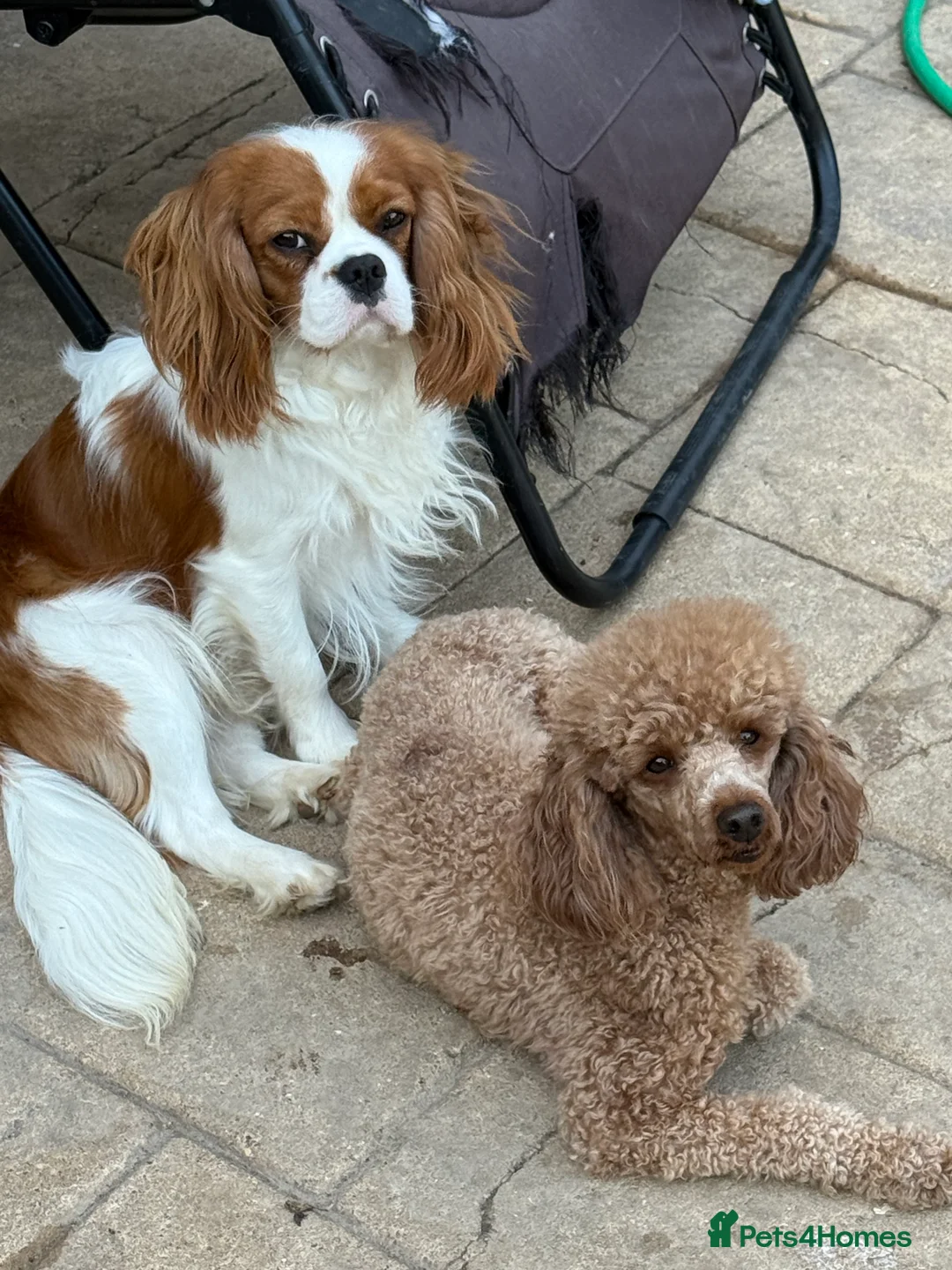 Cavalier King Charles Spaniel dogs for sale: Adult Blenheim cavalier 18 months old entire male. - Advert 7