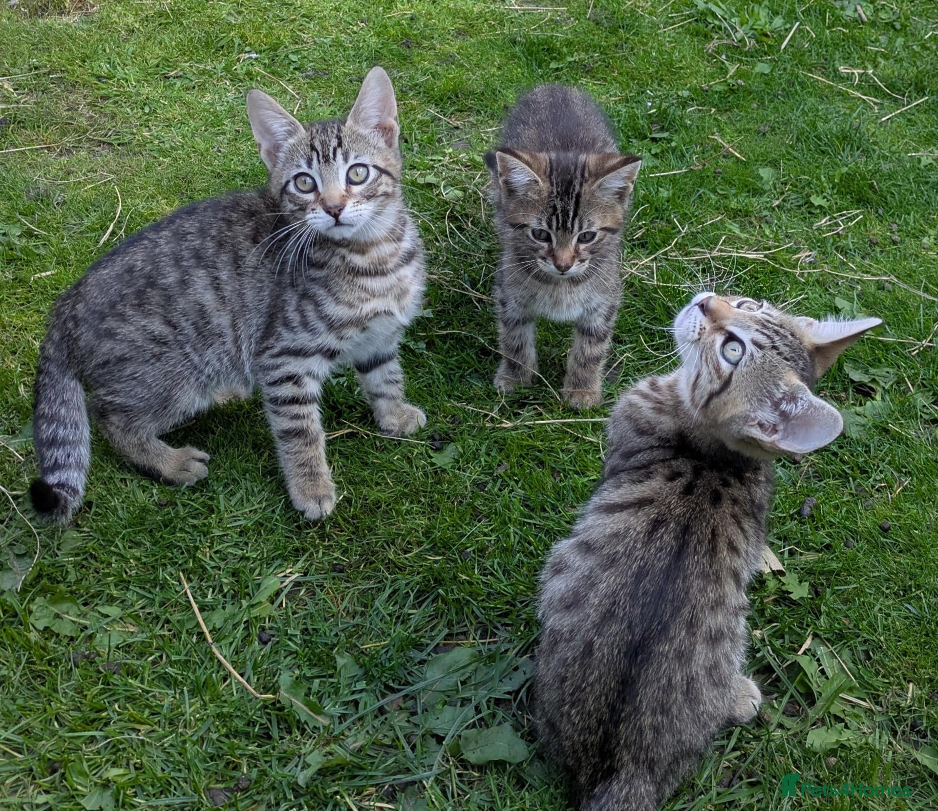 Bengal cats Playful and Friendly Bengal kittens - Advert 11