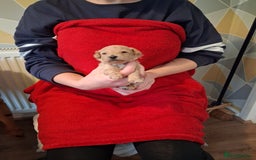 Cockapoo dogs for sale: 5 Cockapoo puppies 3 girls 2 boys  - Image 4