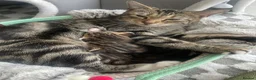 Mixed Breed cats for sale: Adorable kittens  in Bishop's Stortford - Advert 4