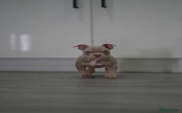 American Bully dogs for sale: Mirco bully- perfect and ready to go.  - Advert 18