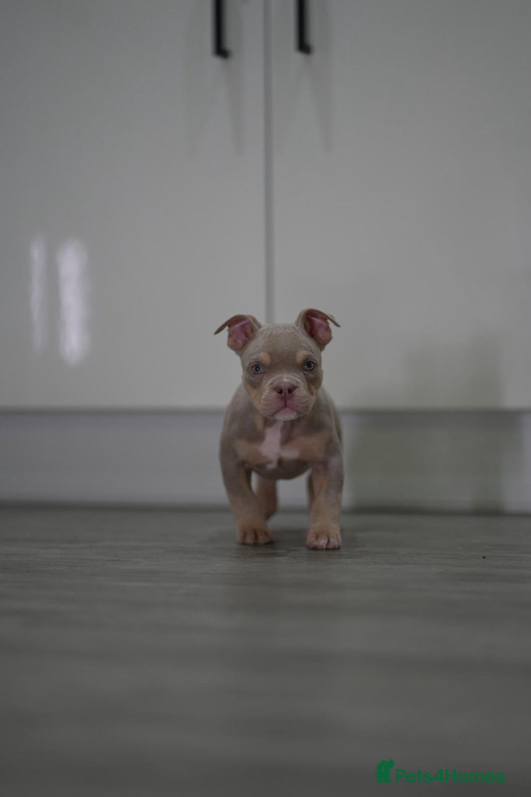 American Bully dogs for sale: Mirco bully- perfect and ready to go.  - Advert 18