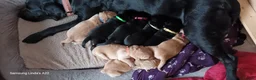 Goldador dogs for sale: Absolutely stunning Goldador puppies - Advert 1