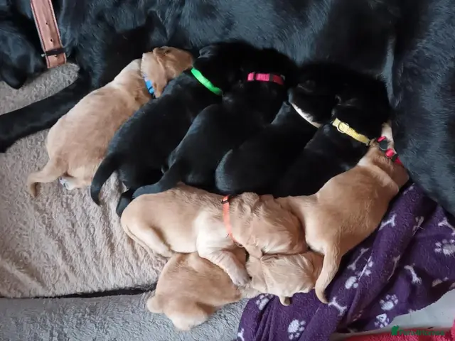 Goldador dogs for sale: Absolutely stunning Goldador puppies - Advert 1