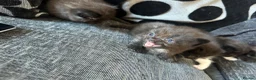 Mixed Breed cats for sale: Beautiful black and white kittens  - Advert 5