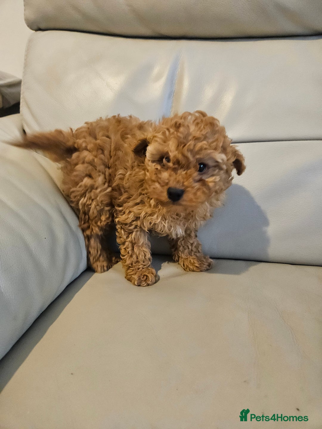 Toy Poodle dogs for sale: Last toy poodle boy remaining  - Advert 5