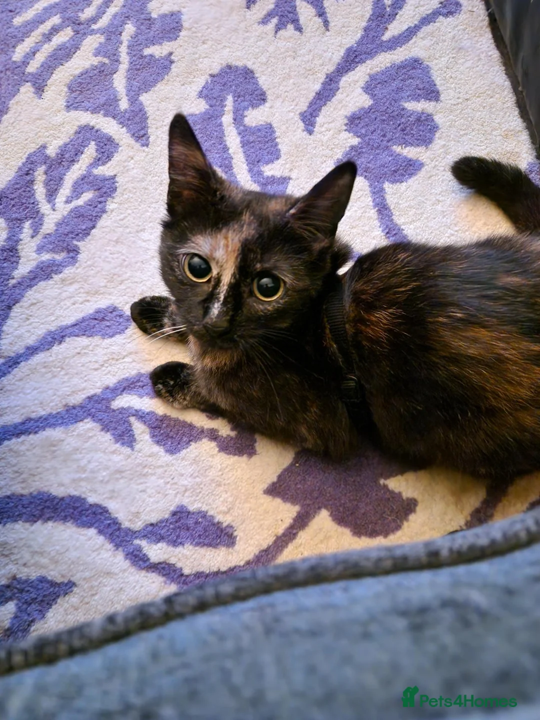 Domestic Shorthair cats for sale: Calico Kittens in Halifax - Advert 8