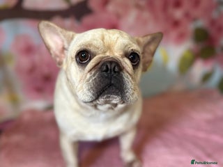 French Bulldog dogs 2 year old frenchie female - Advert 11