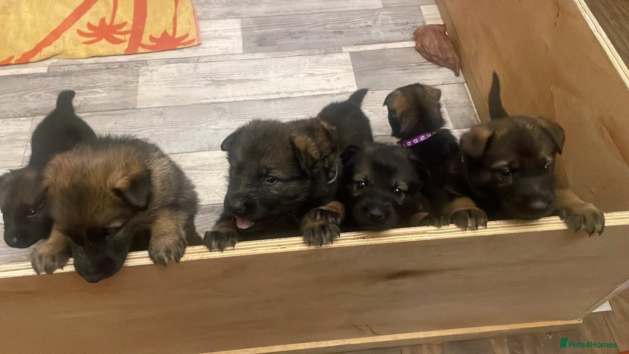 German Shepherd dogs GERMAN SHEPHERD PUPS WORKING LINE - Advert 4