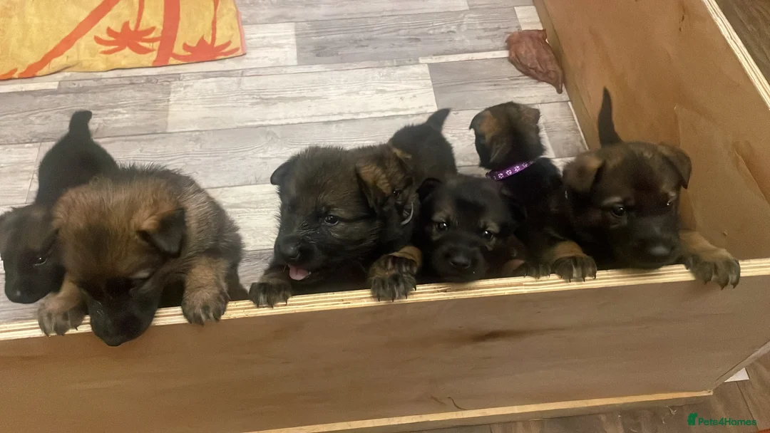 German Shepherd dogs for sale: GERMAN SHEPHERD PUPS WORKING LINE in Wigan - Advert 1