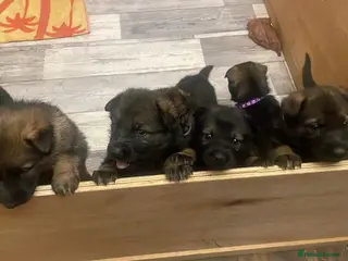 German Shepherd dogs GERMAN SHEPHERD PUPS WORKING LINE - Advert 8