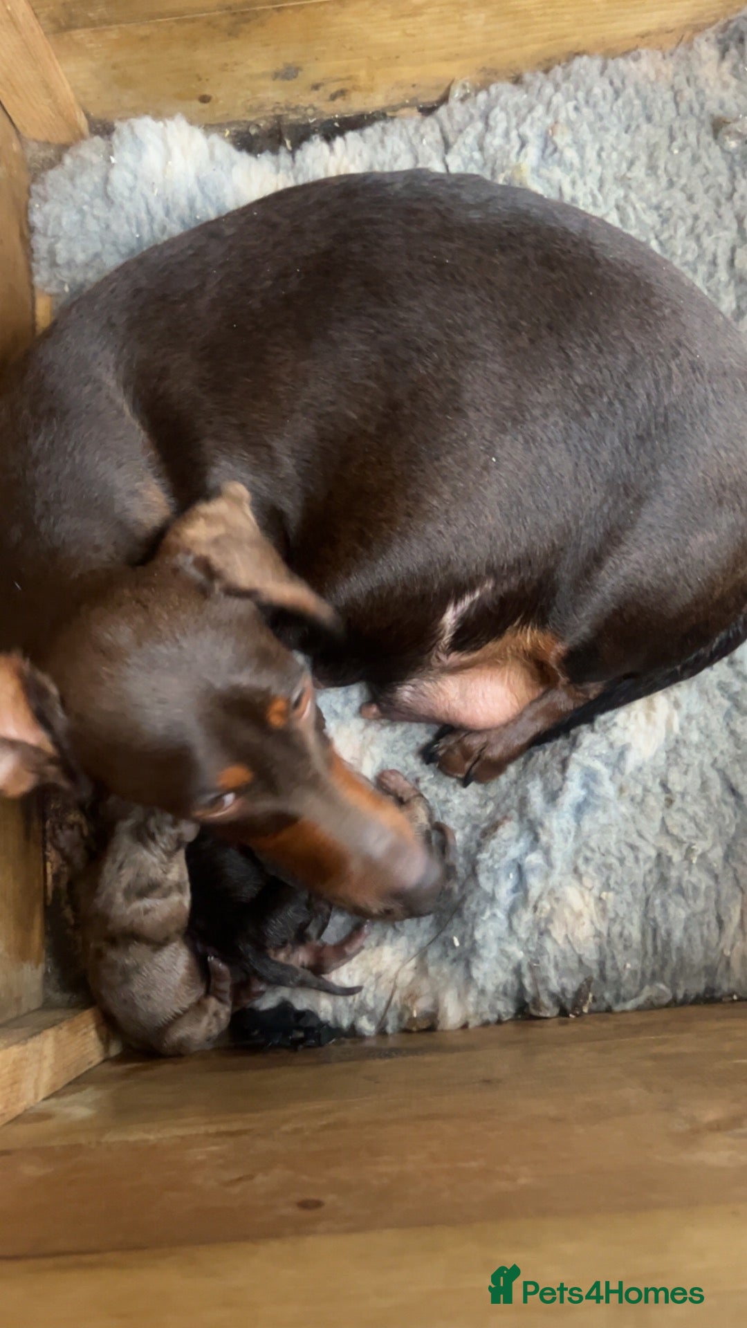 Dachshund dogs dashchund puppies - Advert 1