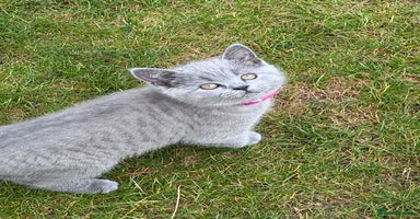 British Shorthair cats - Advert 1